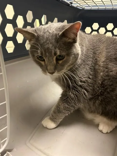 An adult medium-sized female Domestic Short Hair cat named Ava for adoption in Brighton, CO