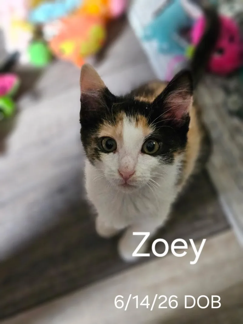 Zoey
