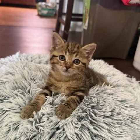 A young large-sized male Tabby (Brown / Chocolate) Domestic Medium Hair cat named Monkey & Nugget for adoption in Soddy Daisy, TN