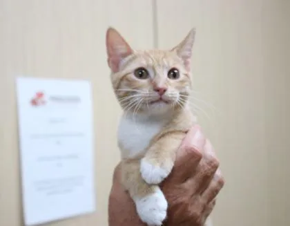 A baby medium-sized male Domestic Short Hair cat named Brantley for adoption in Brunswick, GA