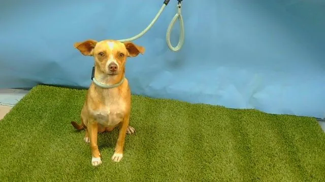 A young small-sized female Chihuahua dog named Brittle for adoption in Gardena, CA