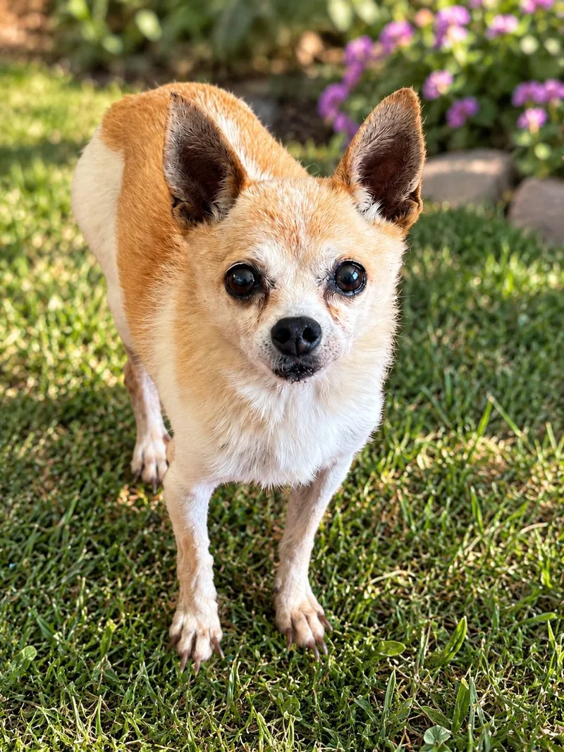 An adult small-sized male Chihuahua dog named Atom for adoption in San Diego, CA