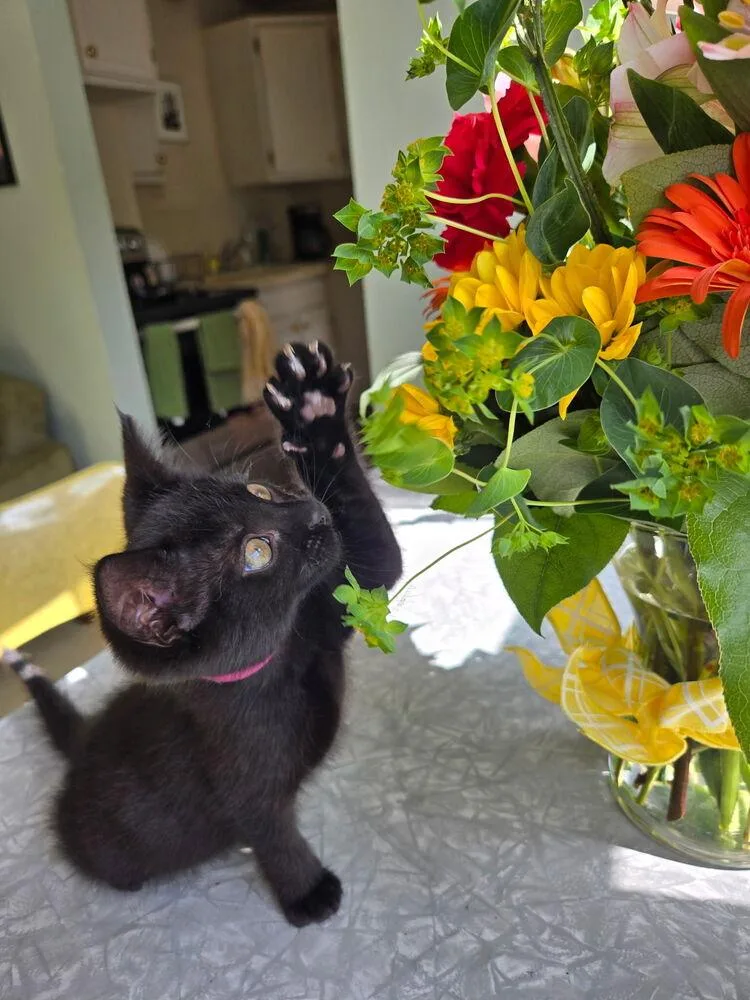 A baby small-sized female Black Domestic Short Hair cat named Jordan for adoption in Ferndale, MI