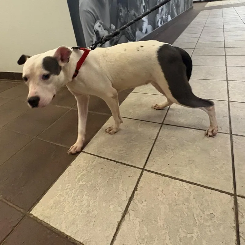 An adult medium-sized female White / Cream Mixed Breed dog named Strayflatrockroad for adoption in Columbus, GA