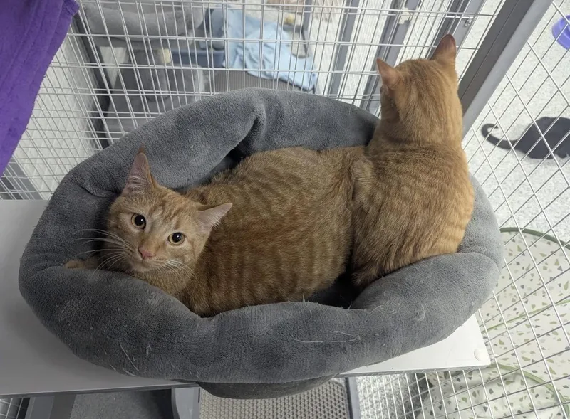A young medium-sized male Tabby (Orange / Red) Domestic Short Hair cat named Dug for adoption in Hudsonville, MI