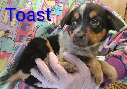 A young large-sized male Cattle Dog dog named Toast for adoption in Kansas City, MO