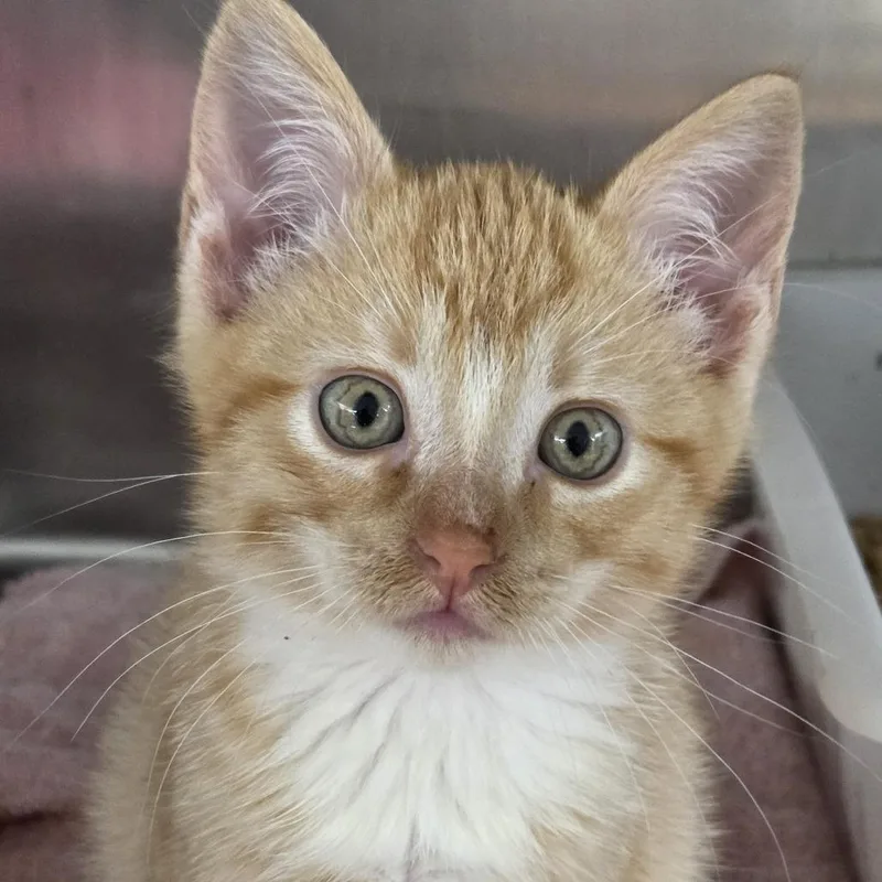 A baby small-sized male Orange / Red Domestic Short Hair cat named Ox for adoption in Leander, TX
