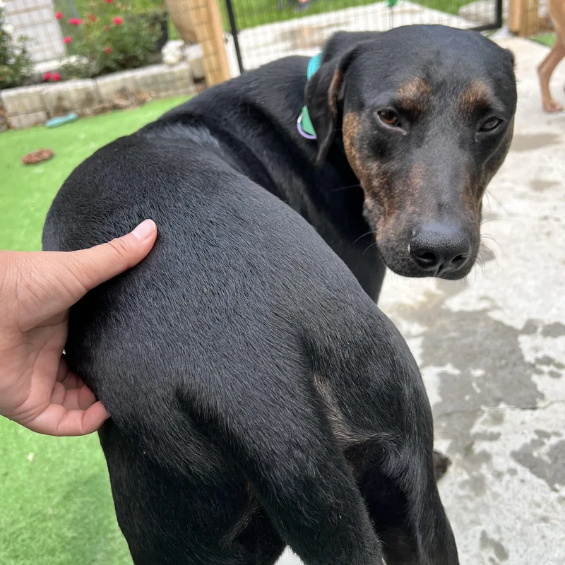 Odin