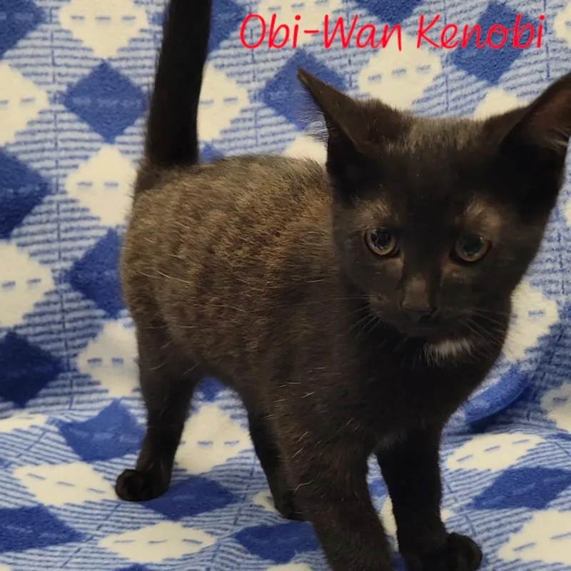 Obiwan Kenobi