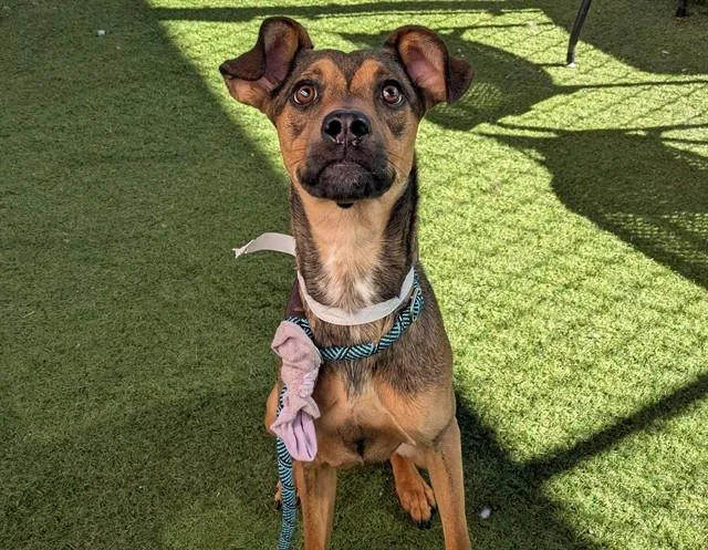 A young large-sized female German Shepherd Dog dog named Pumpernickel for adoption in Phoenix, AZ