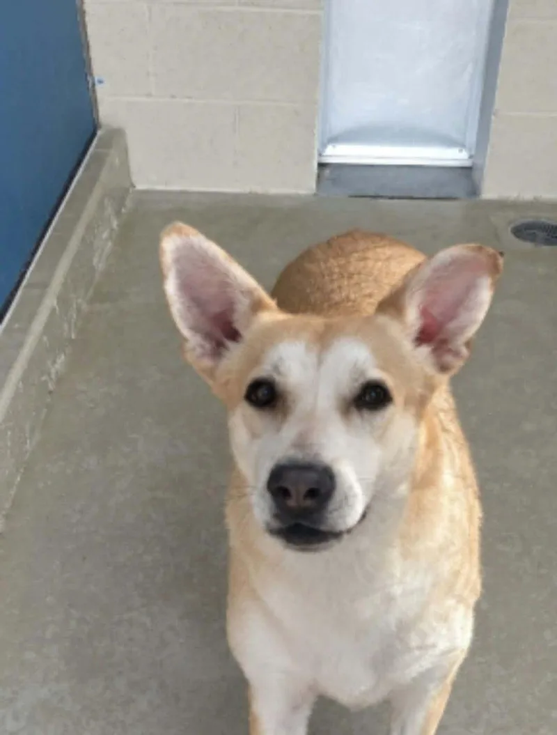 An adult medium-sized female Yellow / Tan / Blond / Fawn Labrador Retriever dog named Nellielola for adoption in Kingman, AZ
