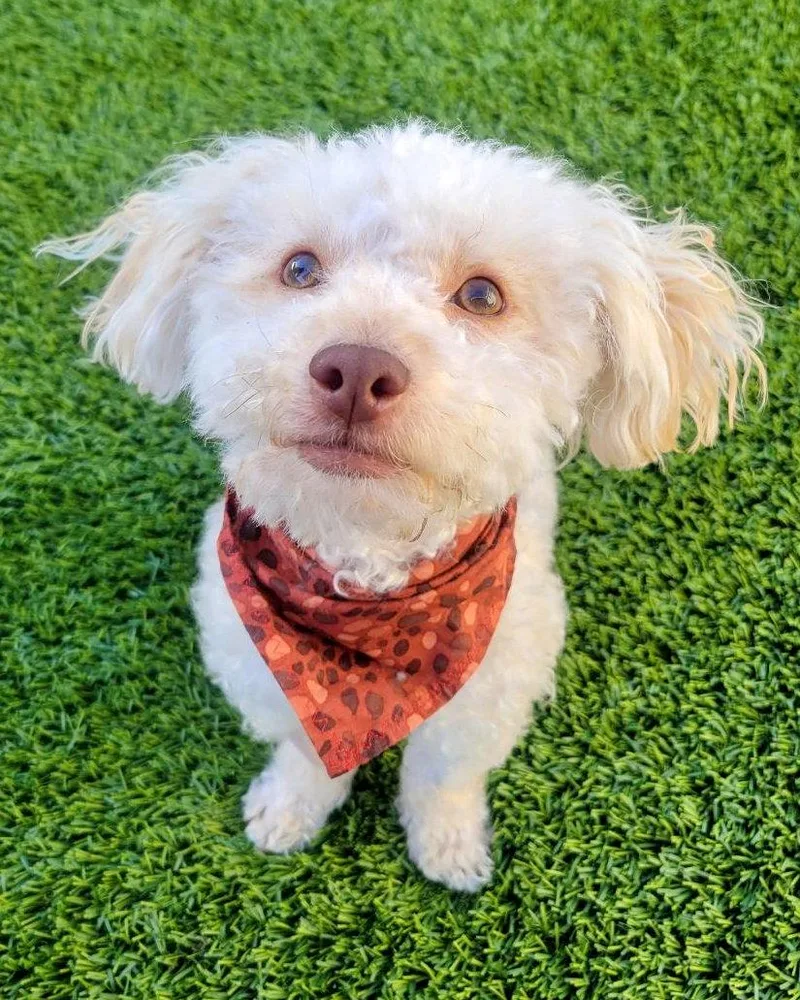 An adult small-sized male Poodle dog named Oakley for adoption in Corona, CA