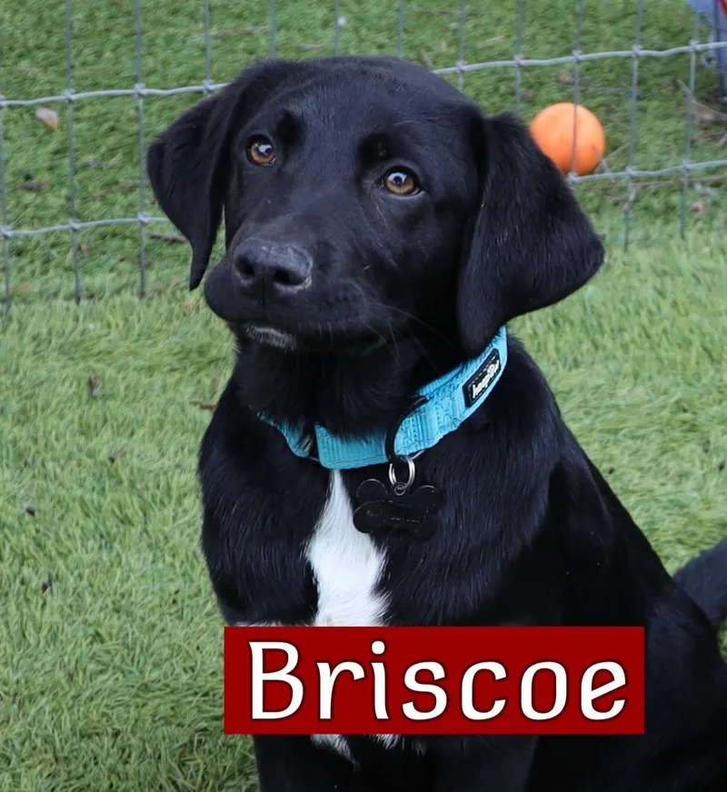 A young large-sized male Labrador Retriever dog named Briscoe for adoption in Southlake, TX