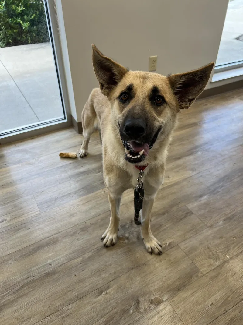 An adult large-sized female German Shepherd Dog dog named Nova for adoption in Benbrook, TX