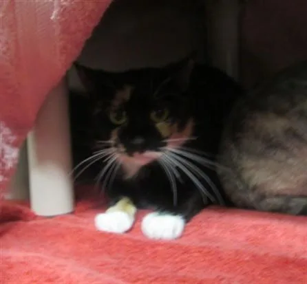 An adult medium-sized female Domestic Short Hair cat named Ashley for adoption in Derwood, MD