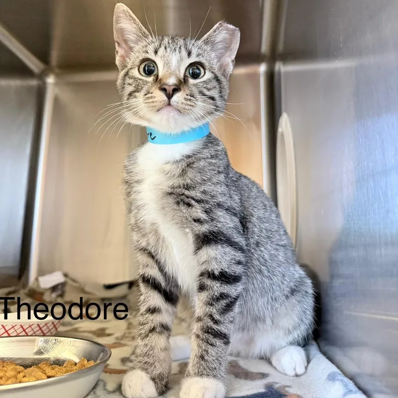 A baby small-sized male Brown / Chocolate Domestic Short Hair cat named Theodore for adoption in Knoxville, TN