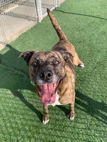 Courtesy Listing Bonnie