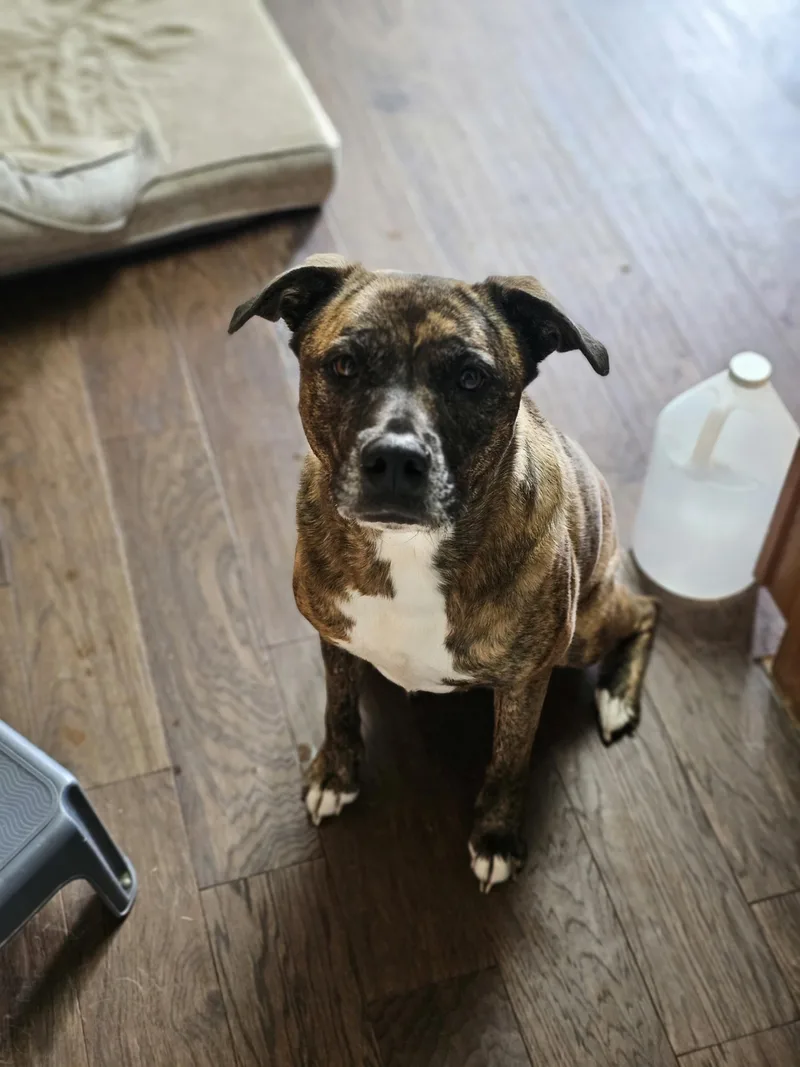 Courtesy Listing Bonnie thumbnail 2