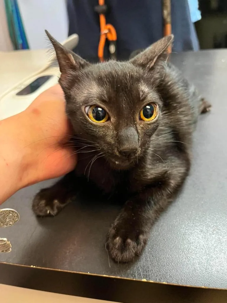 A baby small-sized female Domestic Short Hair cat named Banana Royal for adoption in New Braunfels, TX