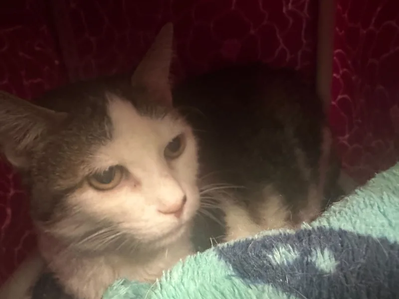 A senior medium-sized female Domestic Short Hair cat named Dori for adoption in Bothell, WA