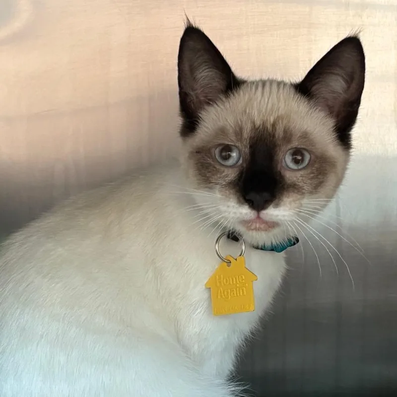 A baby small-sized female White Siamese cat named Djobi for adoption in Springfield, MA
