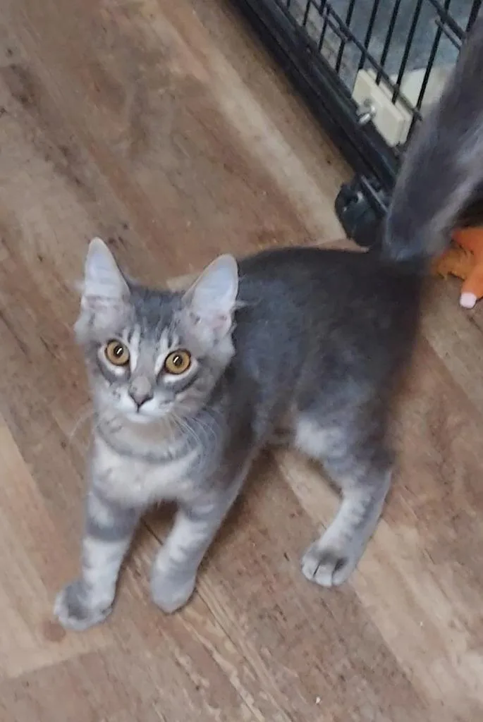 A baby small-sized female Domestic Long Hair cat named Chaos for adoption in Magnolia, TX