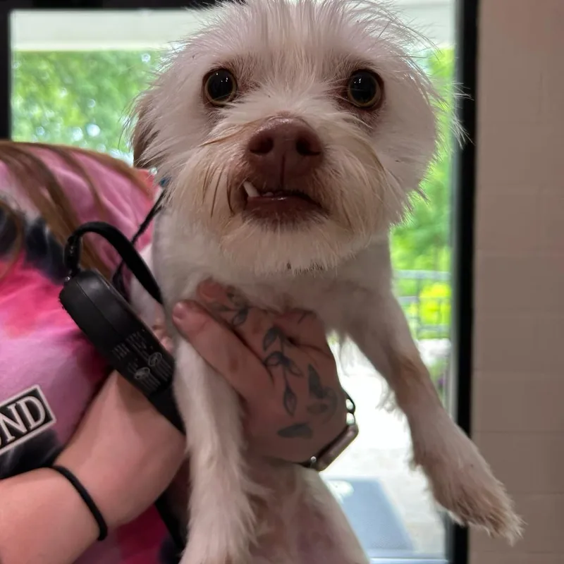 Briscoe Aka Winnie