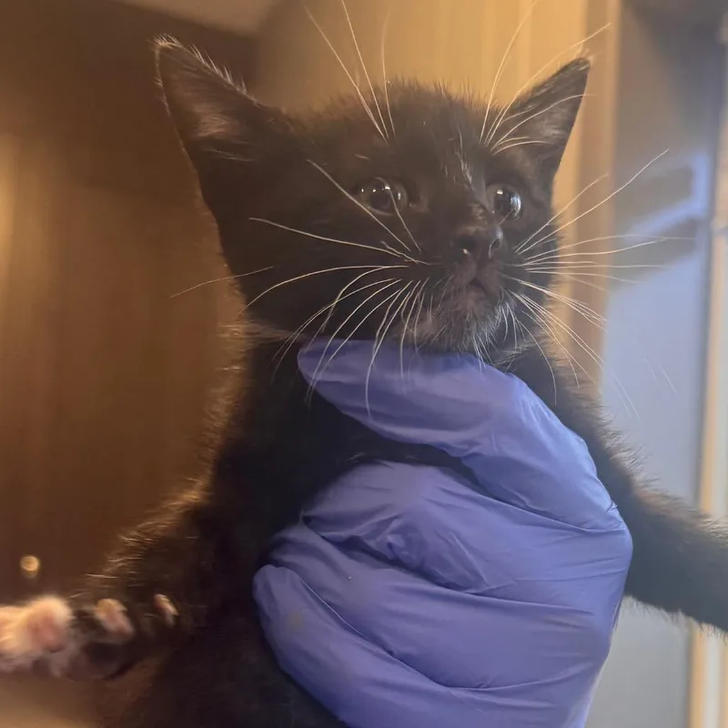 A baby small-sized male Black Domestic Short Hair cat named Zesty Italian for adoption in Wilmington, DE