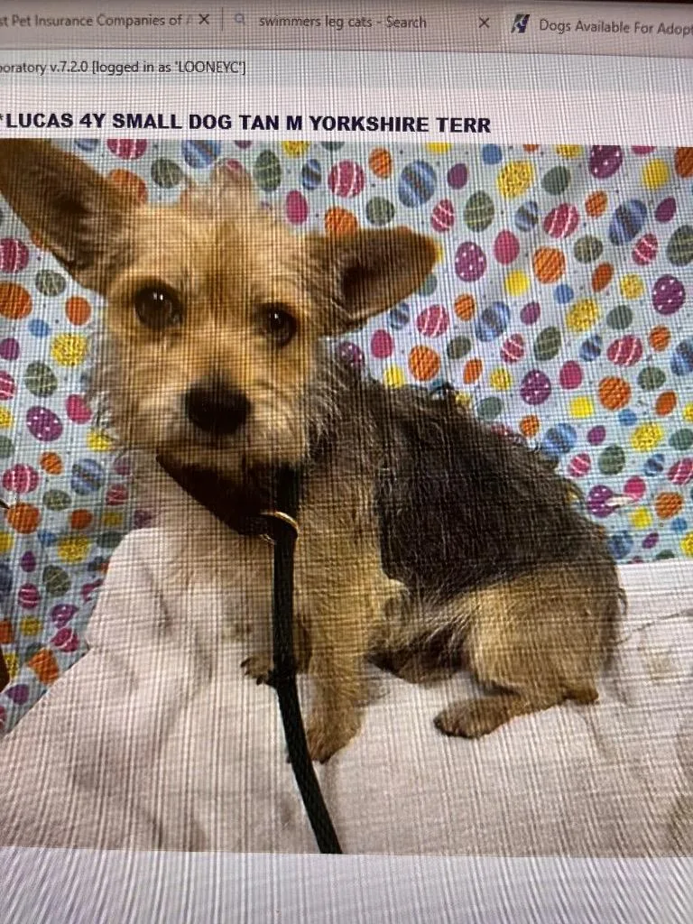 An adult medium-sized male Yorkshire Terrier dog named Waldo for adoption in Reno, NV