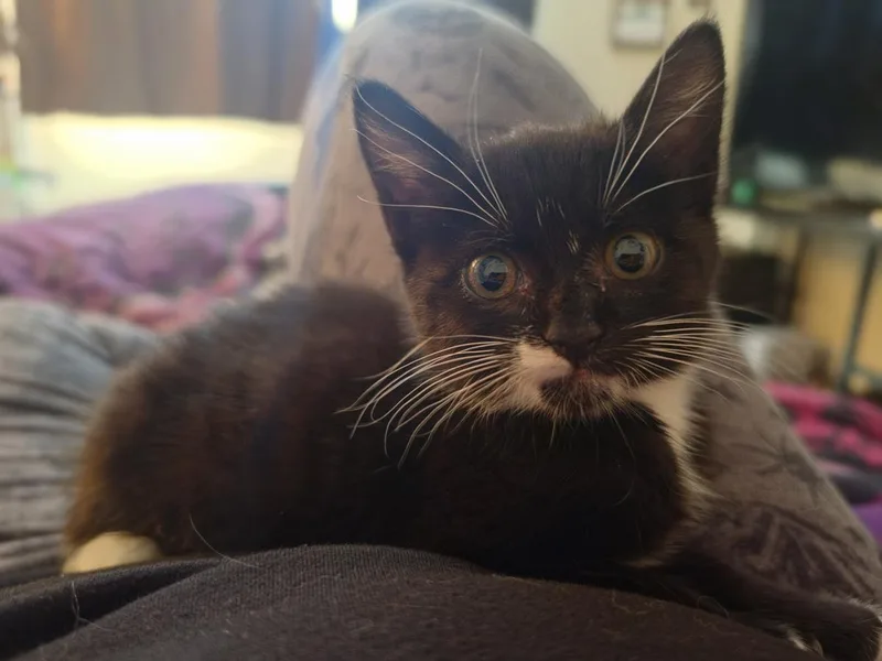 A baby medium-sized female Domestic Short Hair cat named Truly for adoption in Lincoln, CA
