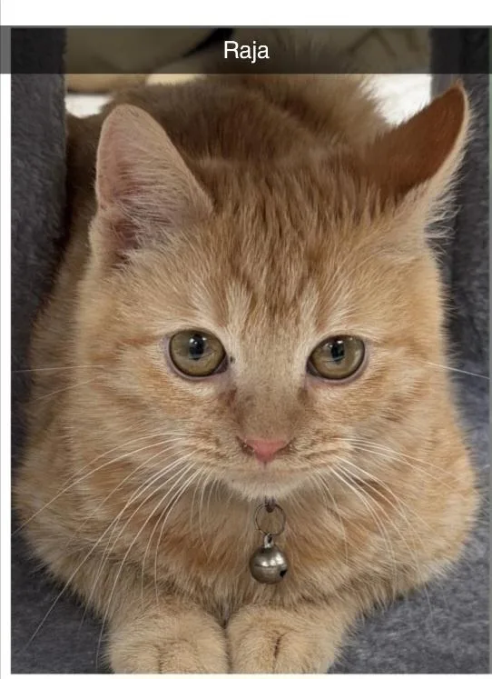Raja