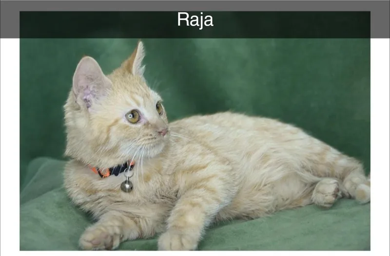 Raja thumbnail 2