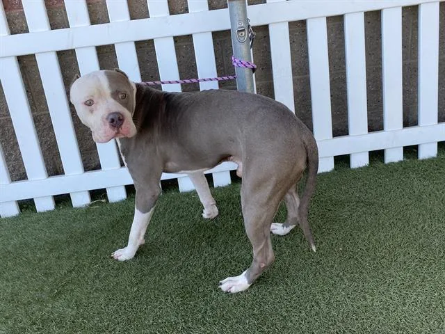 A young large-sized male Pit Bull Terrier dog named Caillou for adoption in Modesto, CA