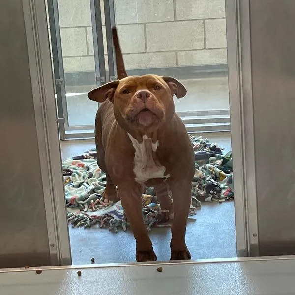 An adult large-sized female American Staffordshire Terrier dog named Sweet Potato for adoption in Des Moines, IA