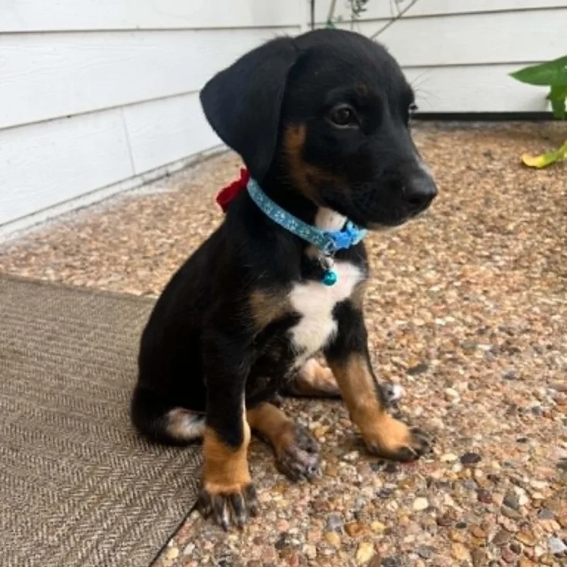 A baby medium-sized male Tricolor (Brown, Black, & White) Beagle dog named Chance for adoption in Conroe, TX
