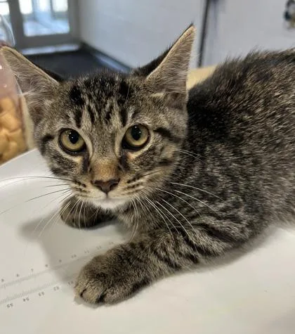 A baby small-sized male Domestic Short Hair cat named Asher for adoption in Cincinnati, OH