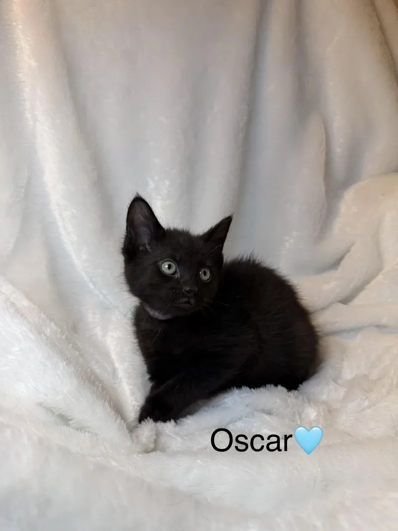 A baby medium-sized male Black Domestic Short Hair cat named Oscar for adoption in Copley, OH