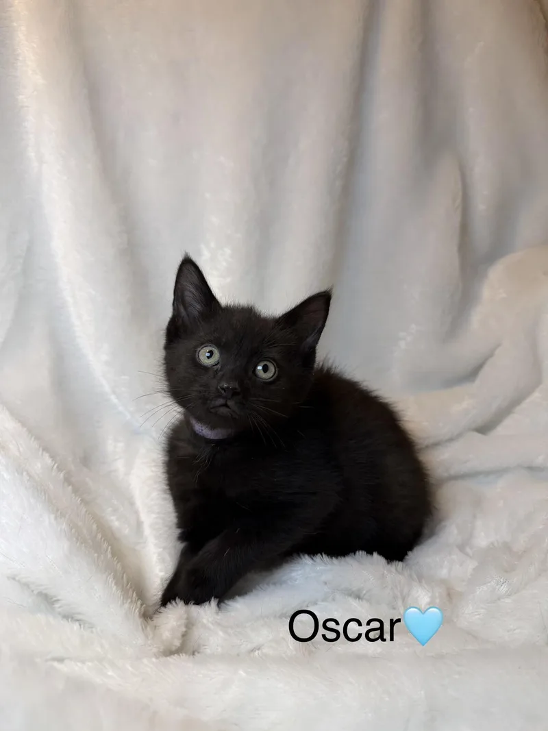 Oscar thumbnail 3
