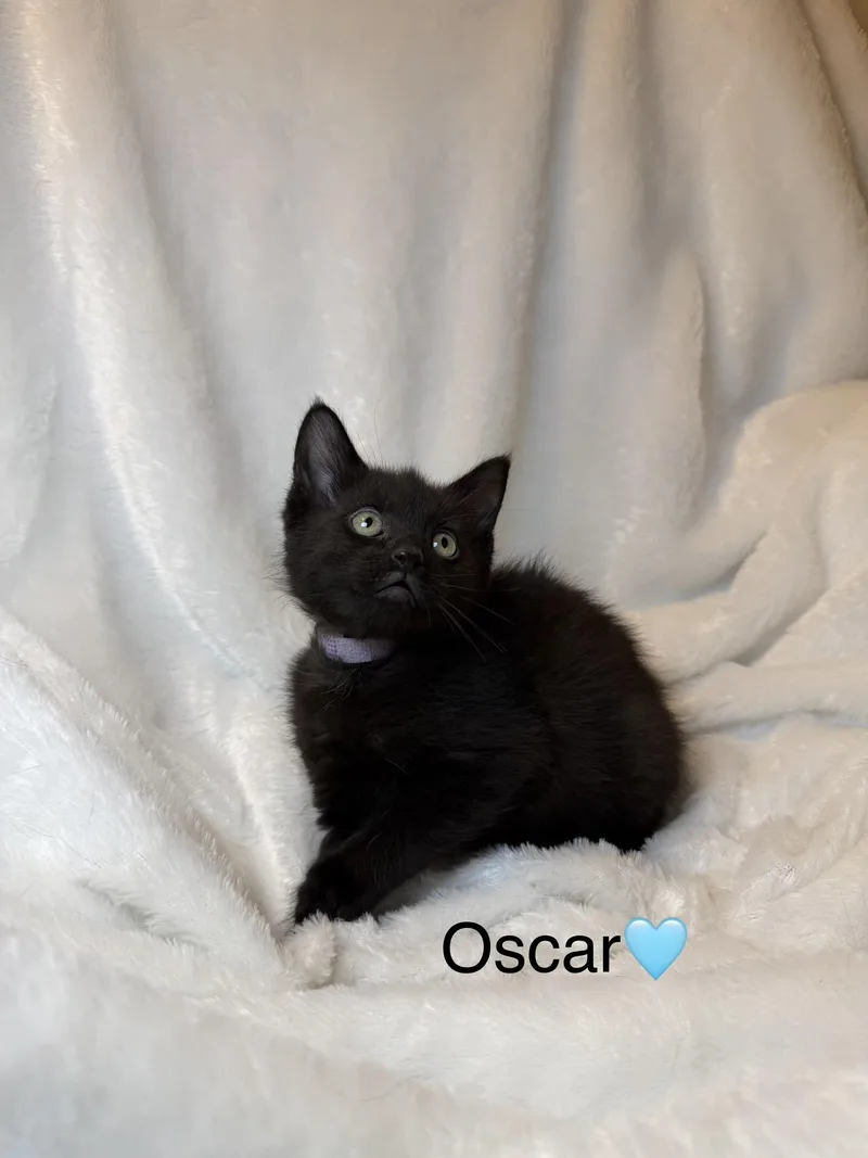 Oscar thumbnail 4