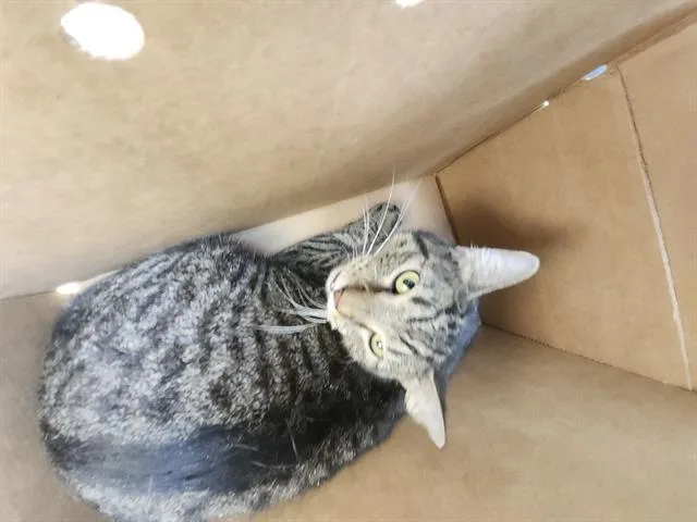 A young medium-sized male Domestic Short Hair cat named 1-14 for adoption in San Antonio, TX