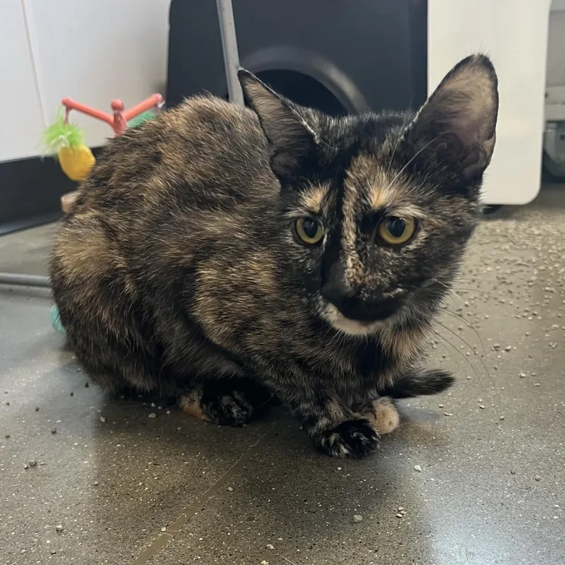 A young medium-sized female Tortoiseshell Domestic Short Hair cat named Brioche for adoption in Fort Wayne, IN