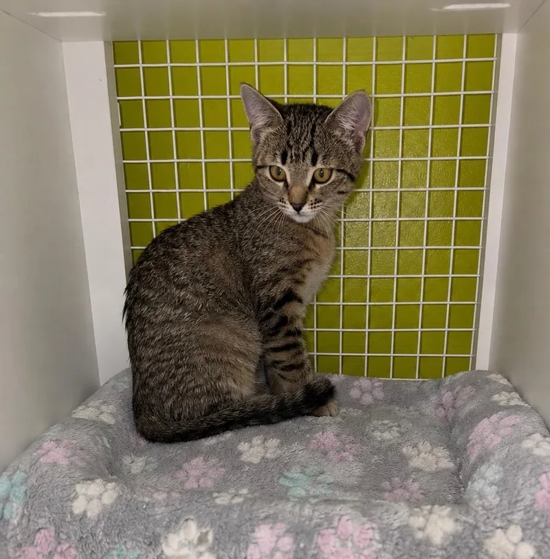 A baby medium-sized male Domestic Short Hair cat named Battambang for adoption in Fort Lupton, CO