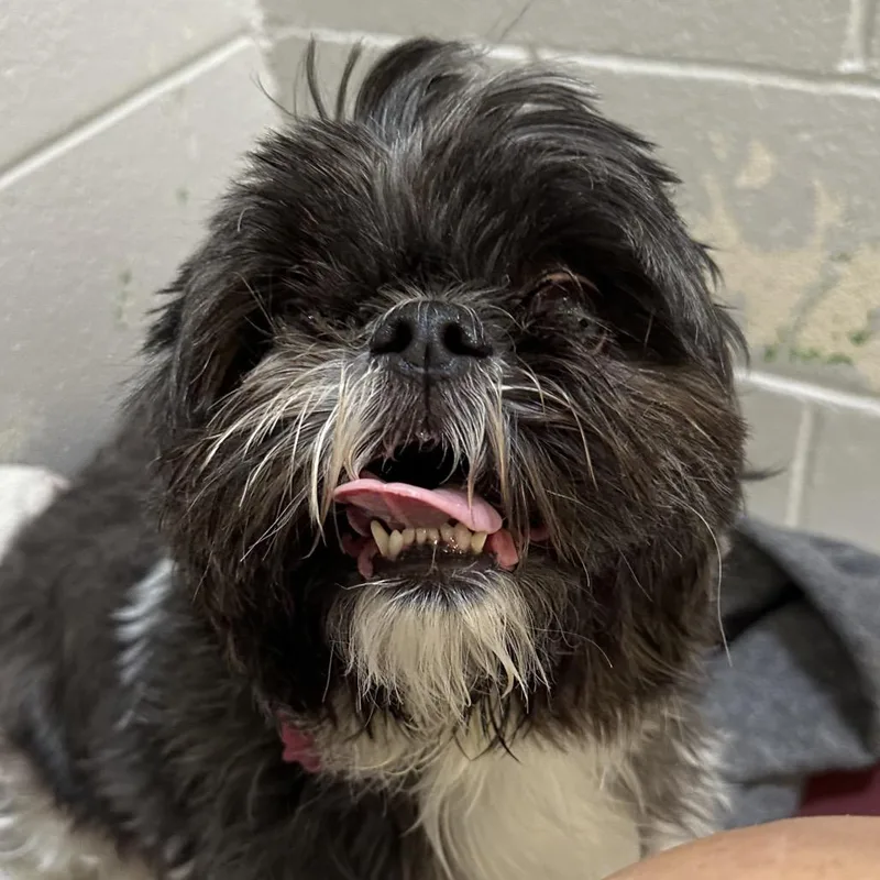 An adult small-sized female Black Shih Tzu dog named Lotus for adoption in Delaware, OH
