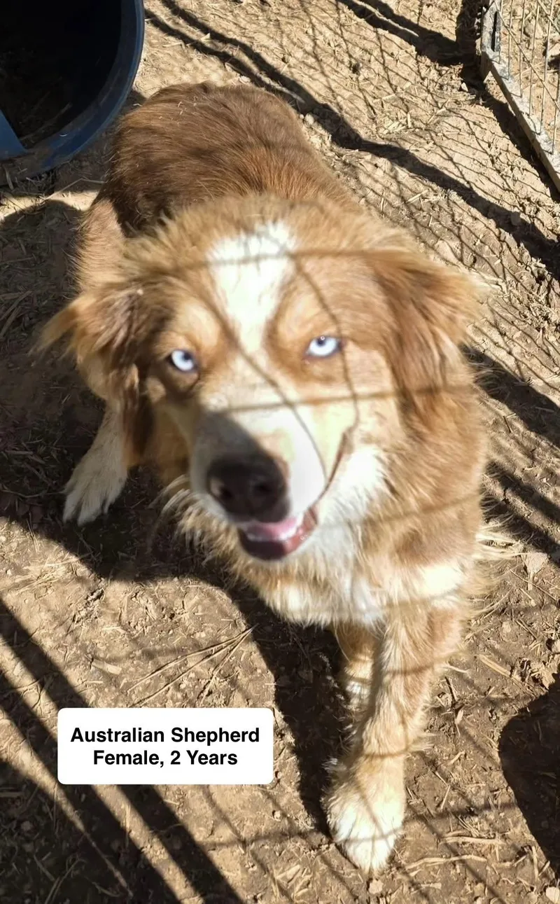 A young medium-sized female Australian Shepherd dog named Rose for adoption in Blue Springs, MO