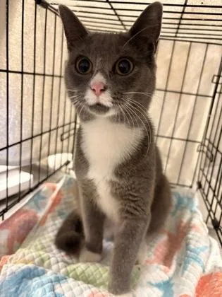 A young small-sized female Domestic Short Hair cat named Tweak for adoption in Palm Coast, FL