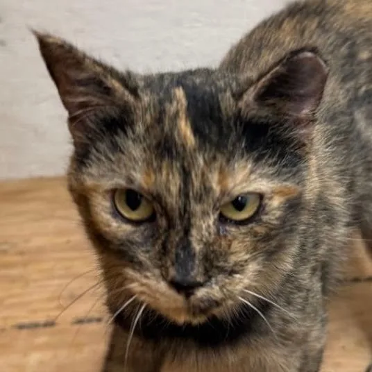 An adult medium-sized female Black Domestic Short Hair cat named Pixel for adoption in Grand Rapids, MN