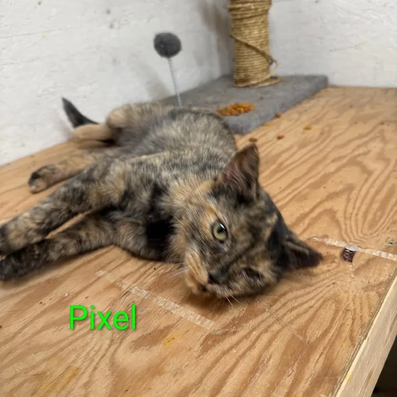 Pixel thumbnail 2