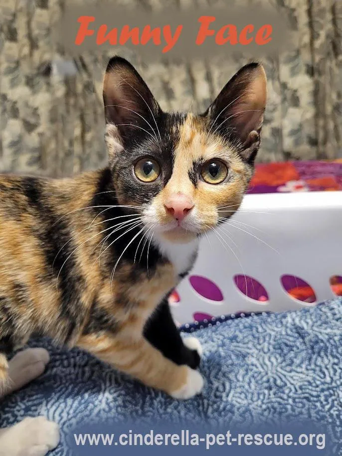 Funny Face thumbnail 2