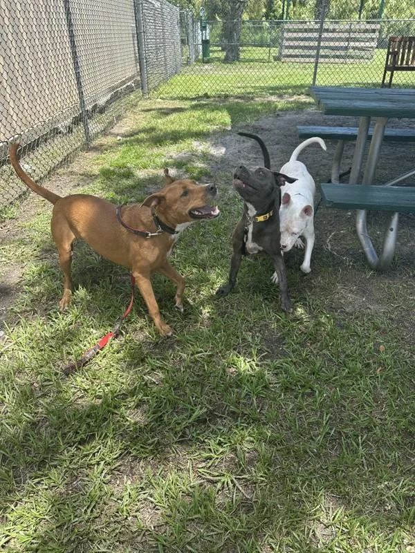 An adult large-sized male Mixed Breed dog named Tonys Chocolonley for adoption in Melbourne, FL