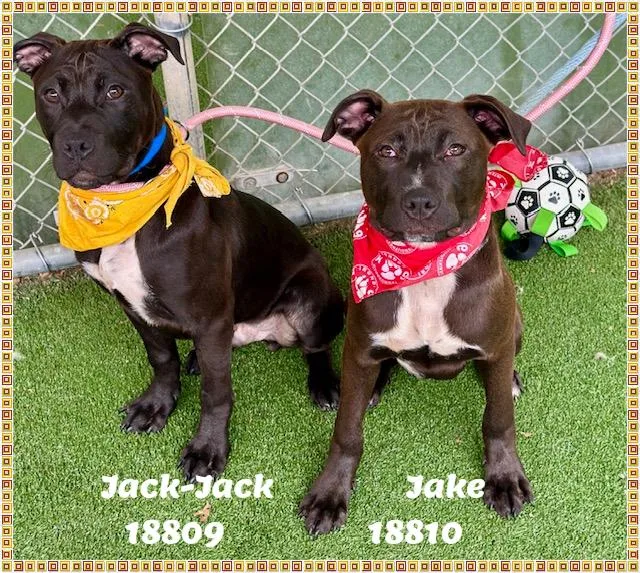 A baby medium-sized male Brown / Chocolate American Bully dog named Jake See Also Jackjack for adoption in Marietta, GA
